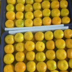 特早蜜桔直销无代办费