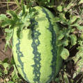 翁牛特旗自己家西瓜，有多年种植西瓜经验丰富