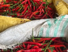 2018尉氏我這里有小米辣，紅線椒，青線椒