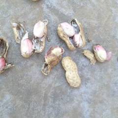 商丘市睢阳区娄店乡，花生大量上市中