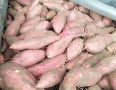 开封红薯产地每年都是七月份大量上市
