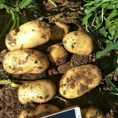 薯我最棒。荷兰15，希森六号