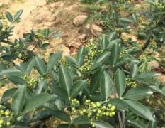 游仙植藤椒三年丰产五后盛产亩产量高