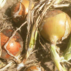 齐齐哈尔市大八旗村有大量红洋葱，黄洋葱