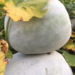 优质农产品－白皮大冬瓜。 绝对的靓白瓜
