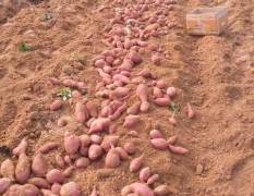 临沭常年代理收购红薯，价格随行就市