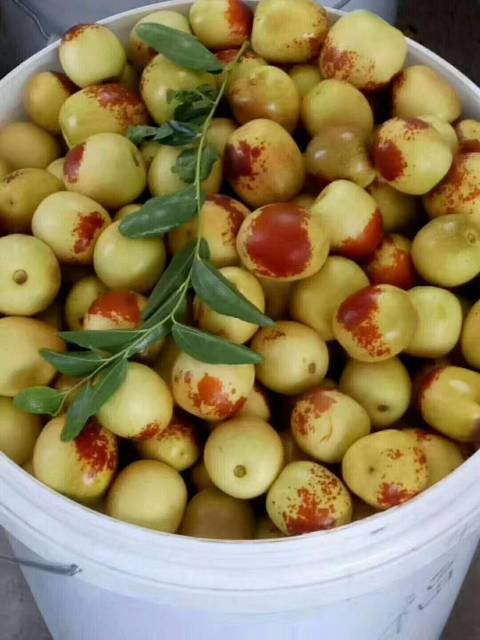 2018年陕西大荔大荔冬枣价格