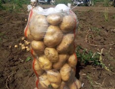 黑龙江省宁安市兰岗镇大量供应马铃薯