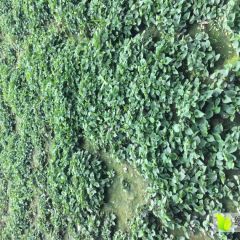 大量供应四川无公害特色蔬菜