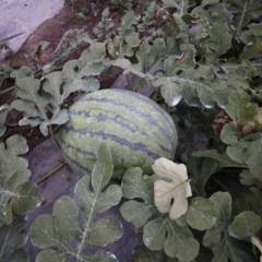 黑龙江双城今年我家西瓜好，现在要出售