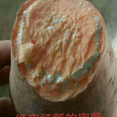 银城街道后赵庄村大量供应烟薯25富硒蜜薯微商专