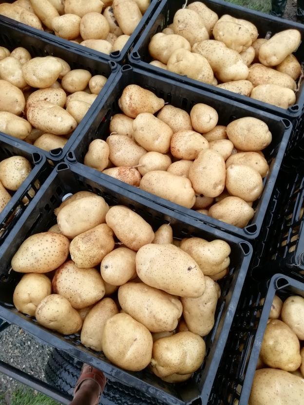 供应围场刘永新8月张薯12土豆