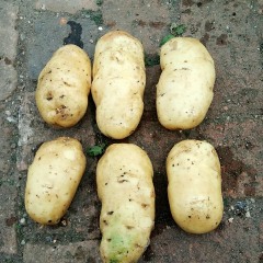 黒龙江齐齐哈尔长年供应大量商品薯