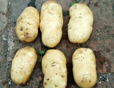 黒龙江齐齐哈尔长年供应大量商品薯