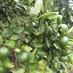 特早蜜桔叶桔碰柑柚子