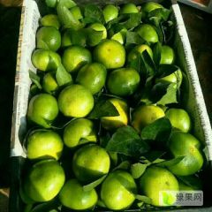 湖北蜜桔，湖北桔子