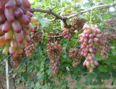 诸暨葡萄 美人指是葡萄一个著名的品种