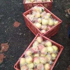 辛集美八苹果上市了，物美价廉