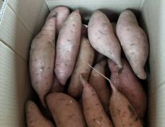 河北红薯大量上市，欢迎新老客户前来订购。