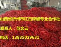 忻州范文云主要从事鲜辣椒的加工，剁椒