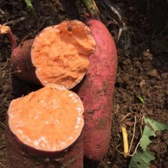 2018北辰烟薯25口感软甜，无丝，外表光滑