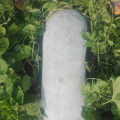 焦作市修武县海南品种长白大冬瓜