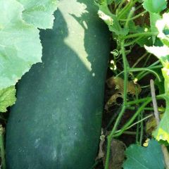 焦作市修武县 海南品种大黑冬瓜