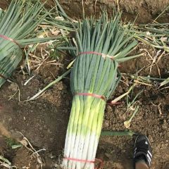 河北唐山长白大葱 实力代办大量供应