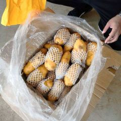 肥城冷库土豆大宗供应