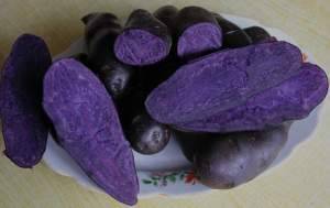 安定洋芋焦彦8月青薯9号土豆