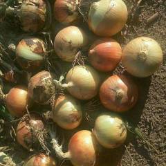 2018尚义洋葱 欢迎全国新老客户实地考察收购