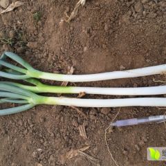 德州市基地细葱50亩，质量好，无烂葱