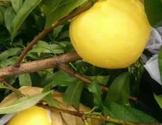 沂蒙山黄橘油桃，套袋高端有机果