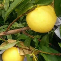 沂蒙山黄橘油桃，套袋高端有机果