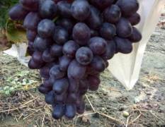 河北晋州市A17葡萄又名紫甜无核
