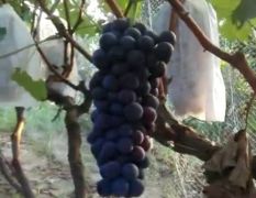常年代收葡萄，品种多样，任君选择！