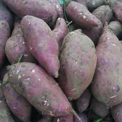 河南唐河苏八，商十九。红薯著名品牌