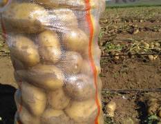多伦附近土豆大量上市，品种多样
