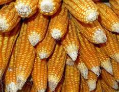 雁江面向全国采购:玉米，各种大米，碎米