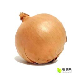 内蒙古科尔沁大量出售黄皮洋葱紫皮洋葱