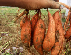 广西柳州桂薯10号红薯 新品种