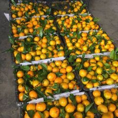 湖北特早蜜桔，柑橘大量出售价格美丽，无代办费