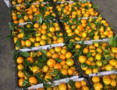 湖北特早蜜桔，柑橘大量出售价格美丽，无代办费
