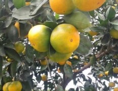 湖北夷陵我的家乡盛产柑橘，皮薄多汁