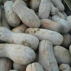 贵园六号瓜个大体型好