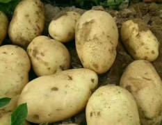 喀喇沁旗我地土豆大量上市，主要有希森六荷兰十五. 张薯十二
