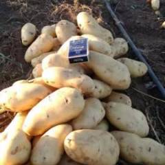 察右中旗土豆 本基地种植12年，价格合理