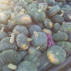 神池南瓜沙土地早晚温差大，果实口感干面甜