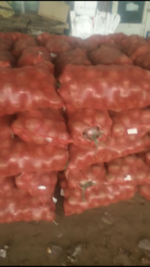 朔城洋葱 本人常年代办各类蔬菜，以洋葱为主