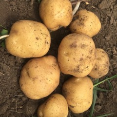 吉林扶余我地区现有延薯四号 杠三七 尤金885